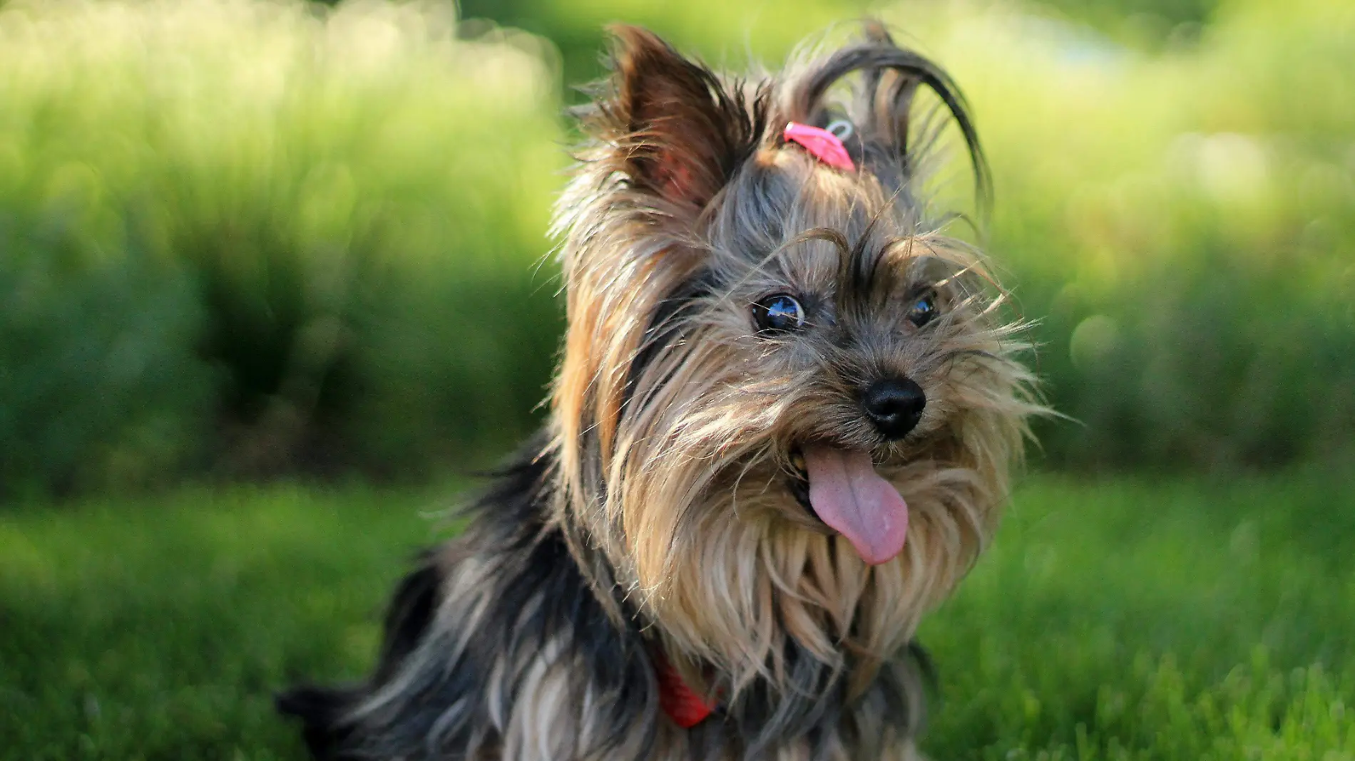 Yorkshire Terrier